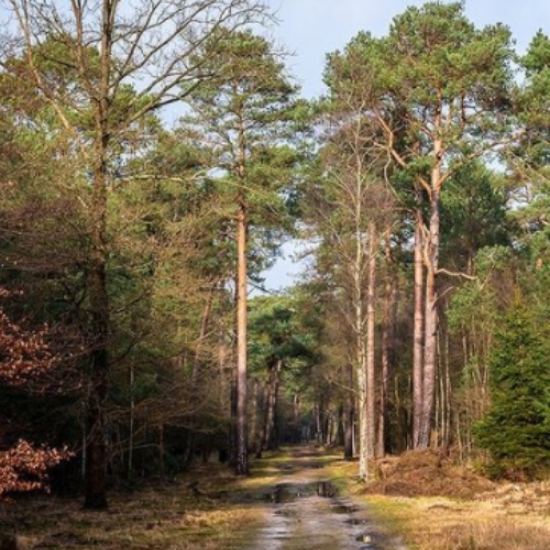 Camerabewaking in Baarn