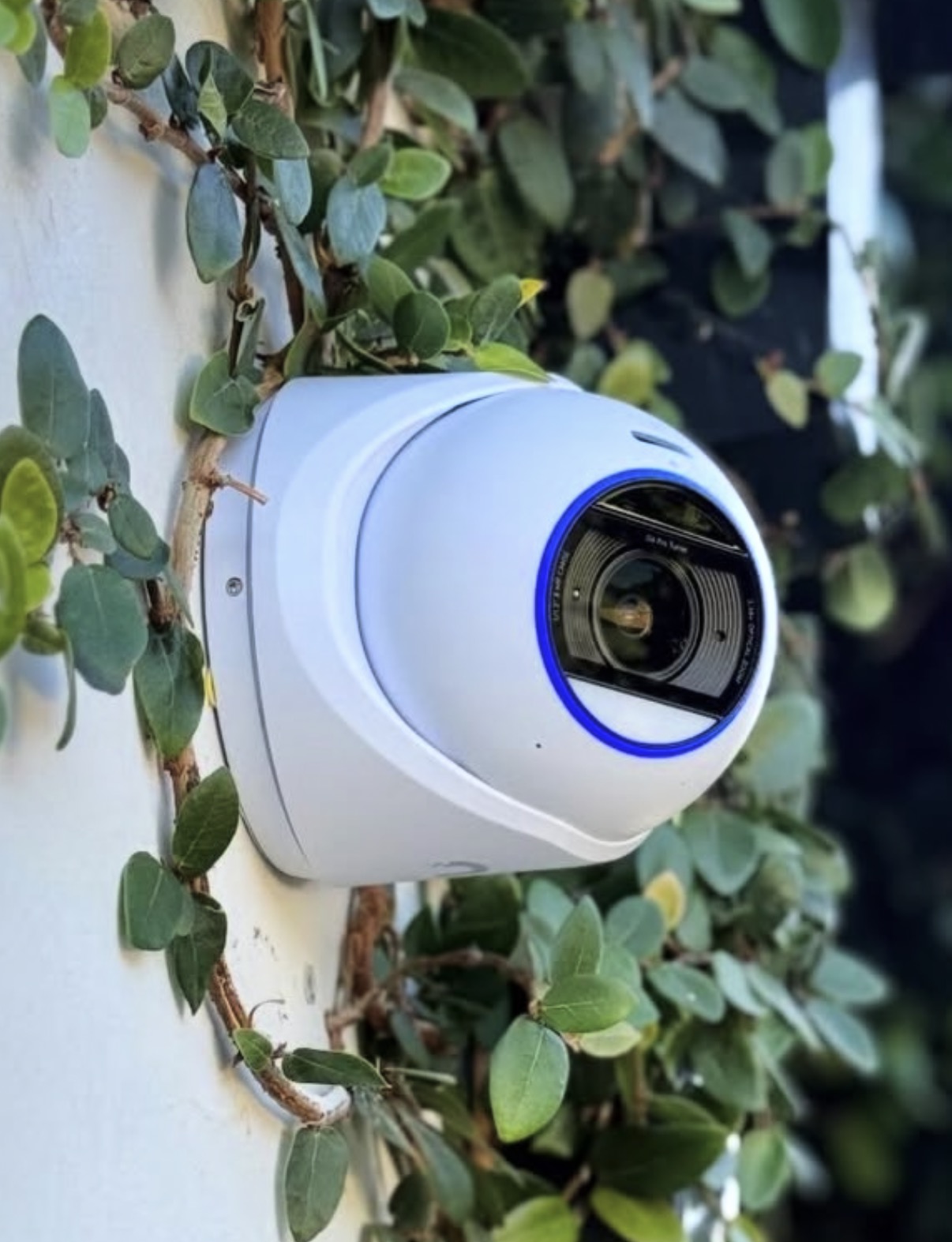 Witte camera met blauwe ring op een witte muur, half achter de klimop
